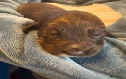 Mixed Breed dogs for sale: Mini Cockapoos - Image 3