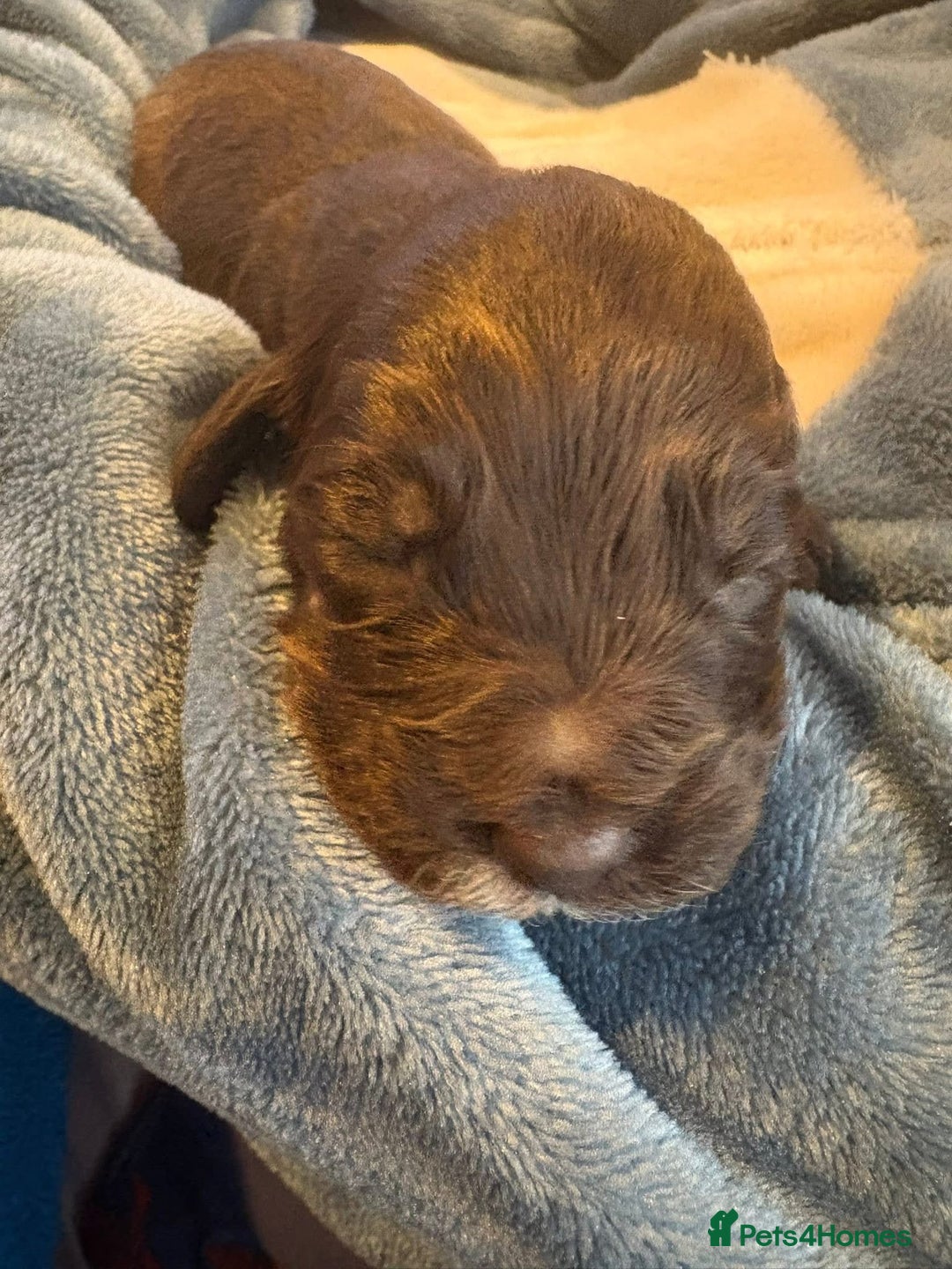 Mixed Breed dogs for sale: Mini Cockapoos - Image 3