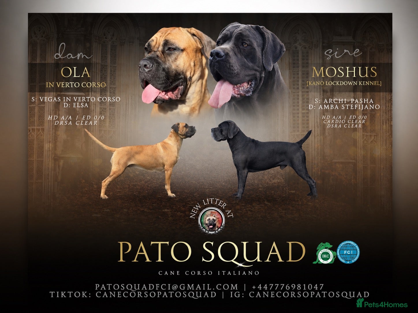 Cane Corso dogs Cane Corso Italiano Puppies – October 2026 - Advert 7