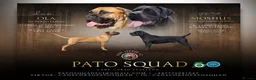 Cane Corso dogs for sale: Cane Corso Italiano Puppies – October 2026 - Advert 1