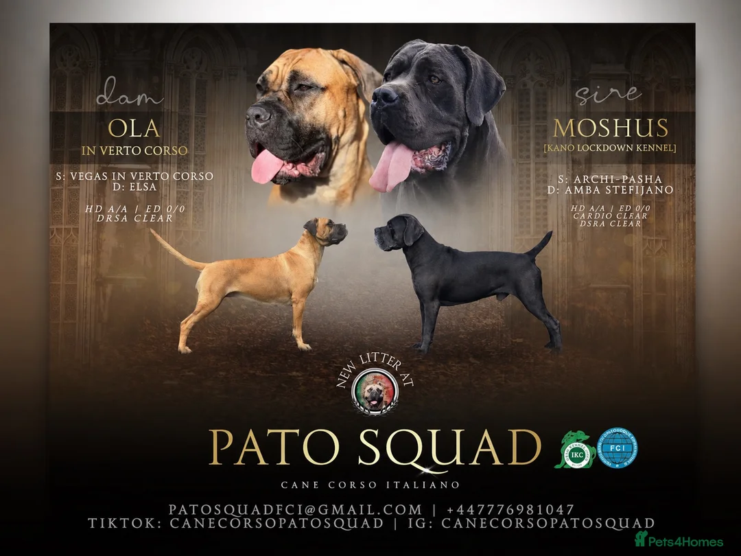 Cane Corso dogs for sale: Cane Corso Italiano Puppies – October 2026 - Advert 1