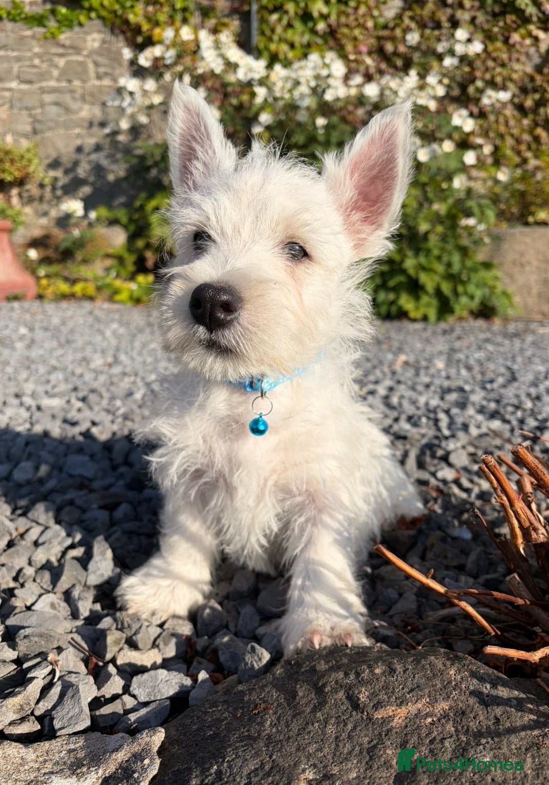 West Highland Terrier dogs Gorgeous West Highland Terrier Puppies - Advert 2