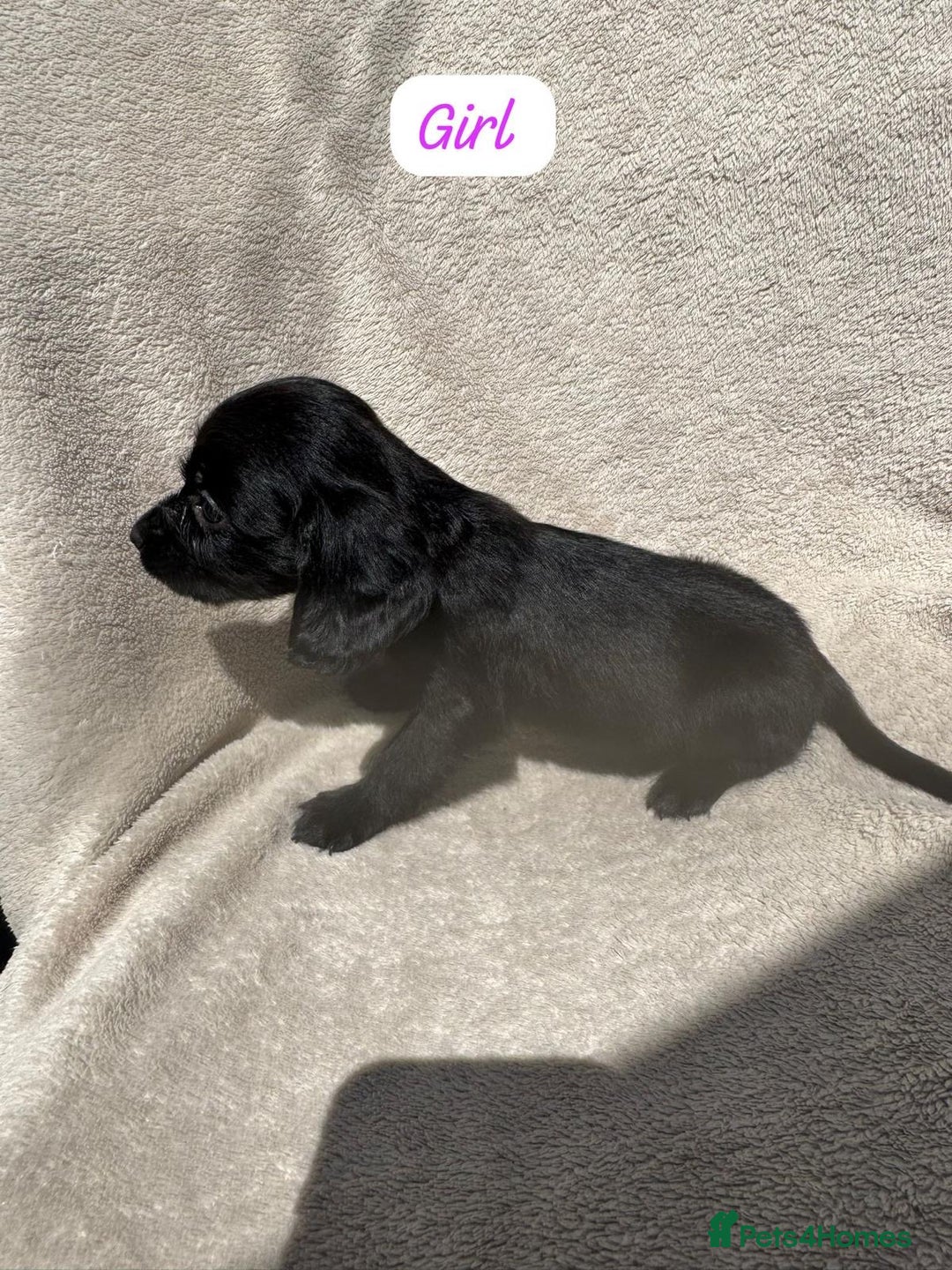 Sprocker dogs for sale: 7 Sprocker puppies  - Advert 13