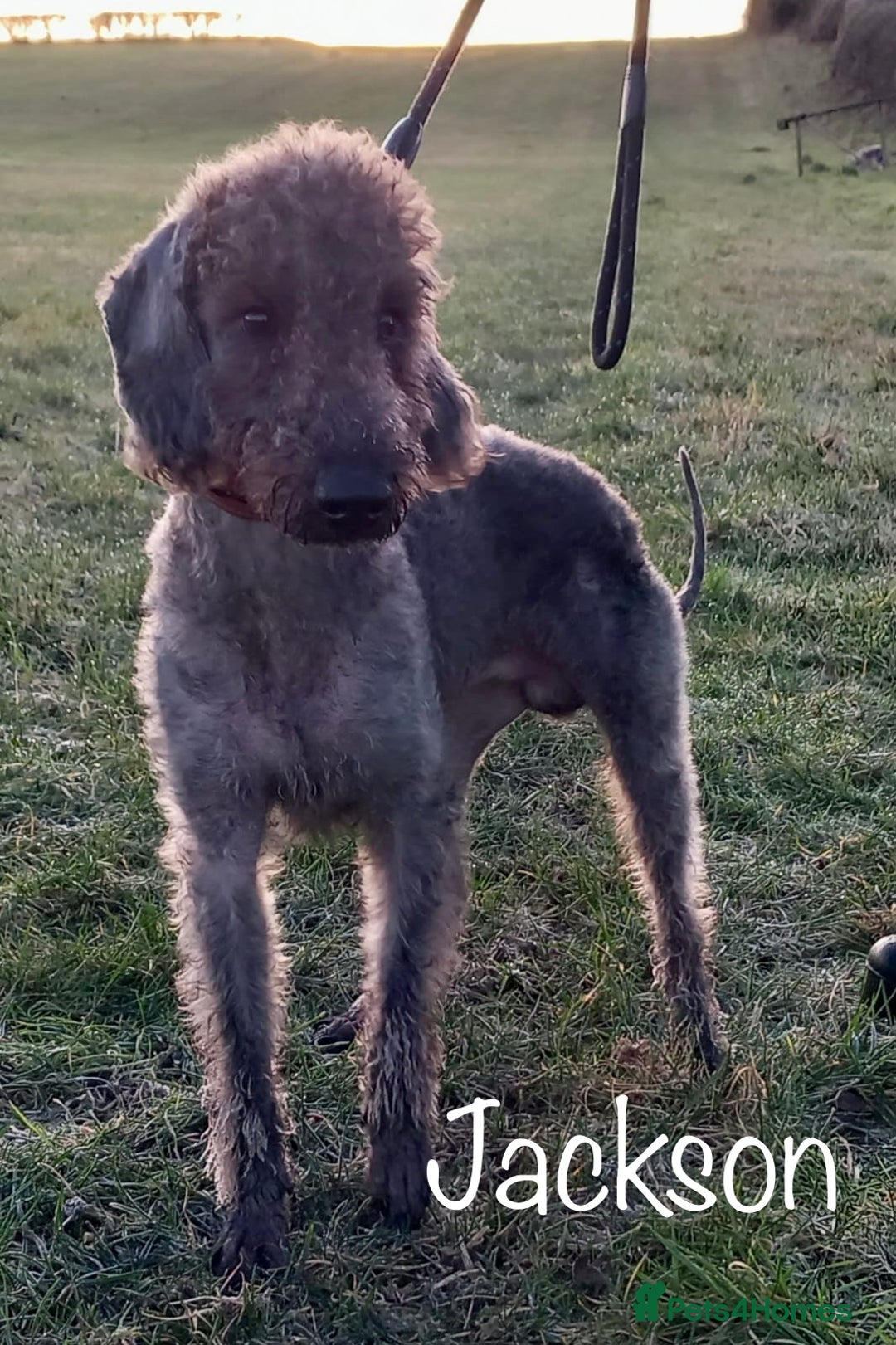 Beautiful litter of Bedlington x Lurcher Puppies for sale in