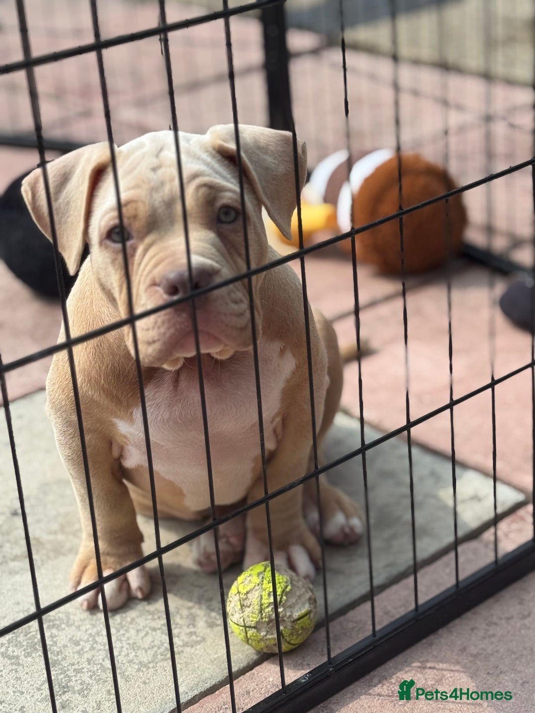 American Bully dogs for sale: Pocket bully female GREAT bloodline READY to leave - Image 7