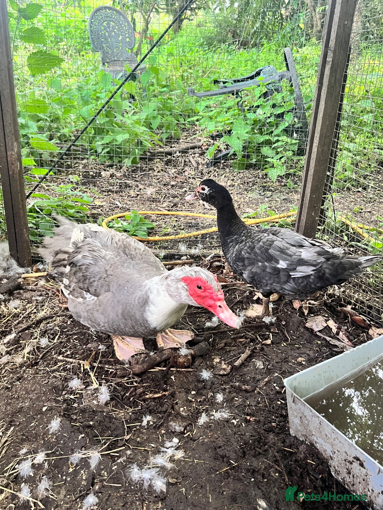 Ducks poultry Muscovy Pair - Lavender pied drake and blue hen - Advert 2