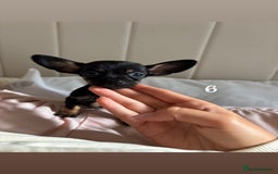 Chiweenie dogs for sale: CHIWEENIES, MICROCHIPPED,VACCINATED,HEALTHCHECKED! - Image 9