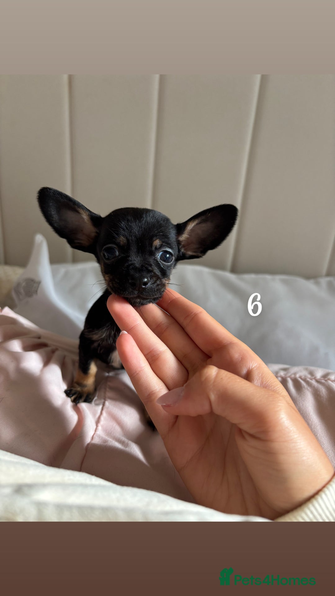 Chiweenie dogs for sale: CHIWEENIES, MICROCHIPPED,VACCINATED,HEALTHCHECKED! - Image 9