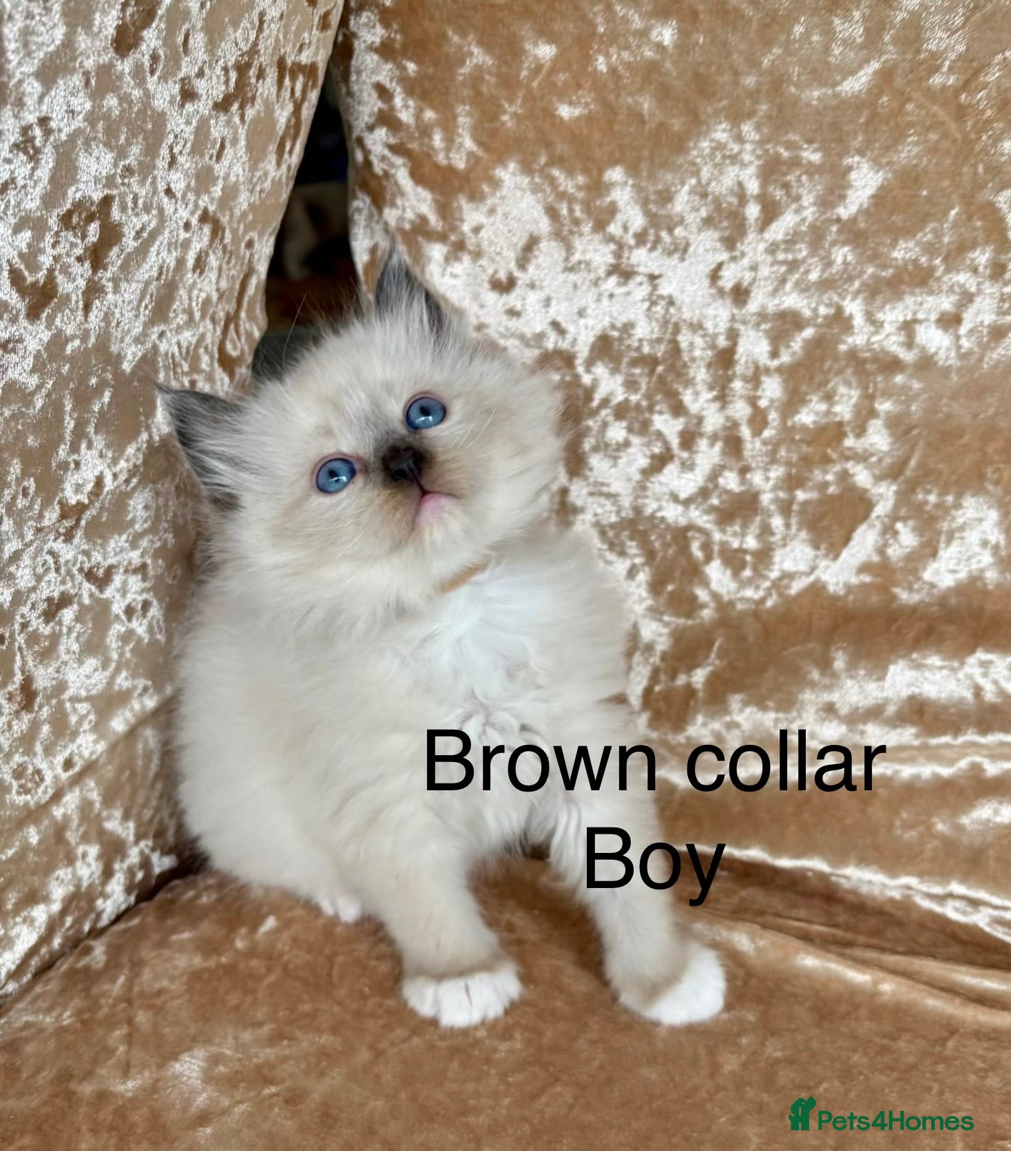 Ragdoll cats Beautiful ragdolls kittens - Advert 11