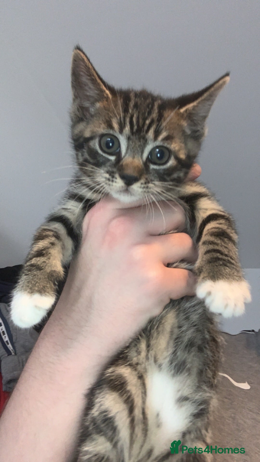 Mixed Breed cats for sale: 2 male kittens for sale  - Image 1