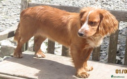 Cocker Spaniel dogs for sale: LOOKING FOR A NEW LOVING HOME - Advert 6