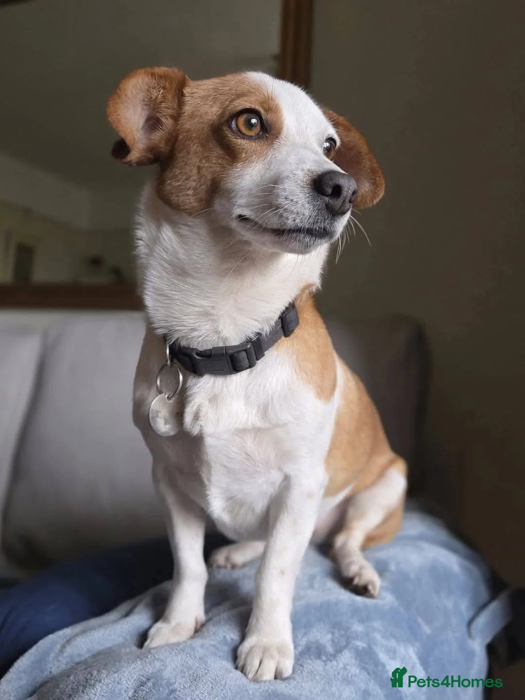 Mixed Breed dogs for adoption: CRETA - FOR ADOPTION  in Southport - Advert 2