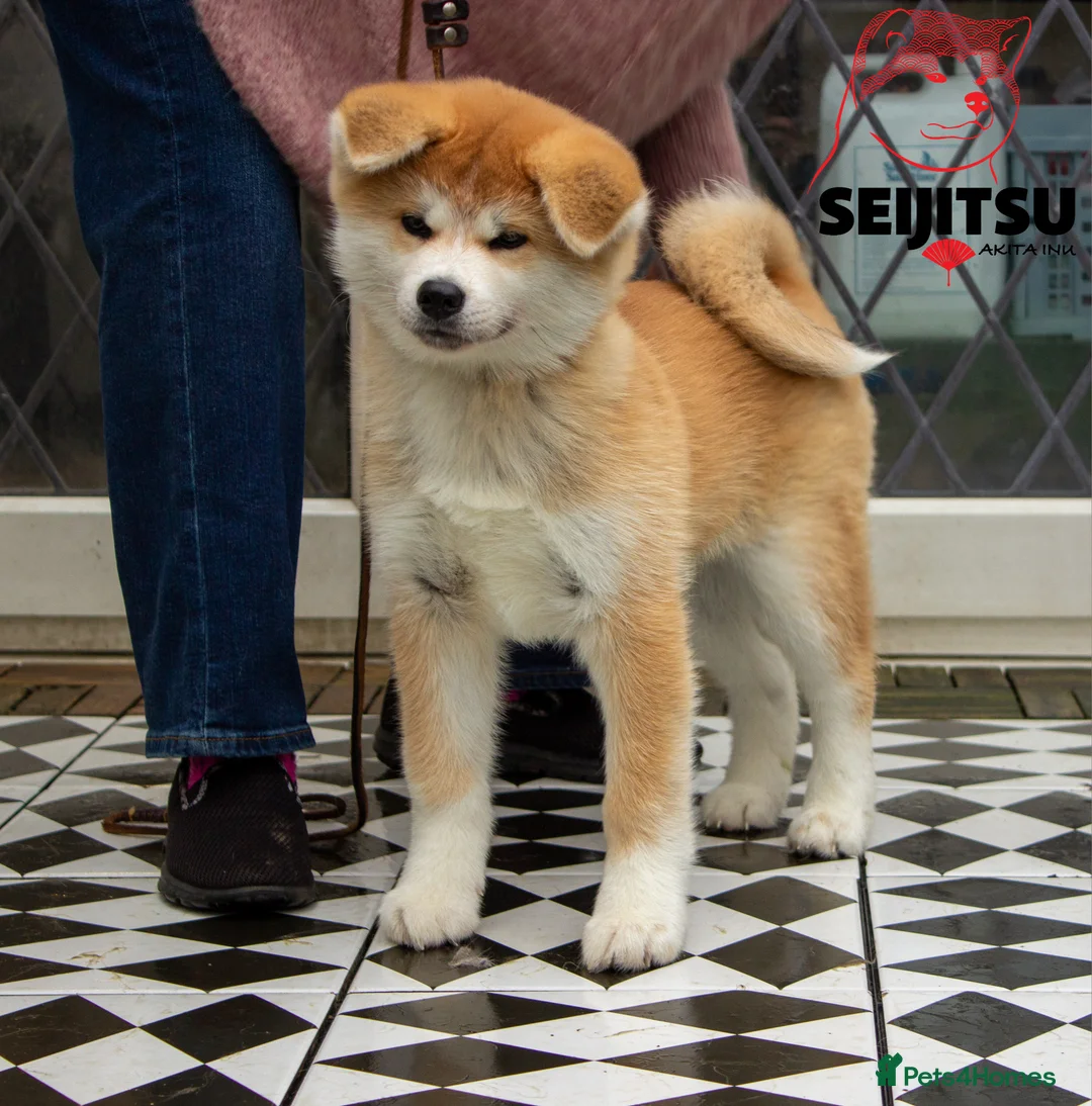 Japanese Akita Inu dogs for sale: Beautiful female Japanese Akita Inu for sale  - Advert 3