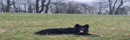 German Shepherd dogs for sale: German Shepherd Long Hair Black Litter  - Advert 14