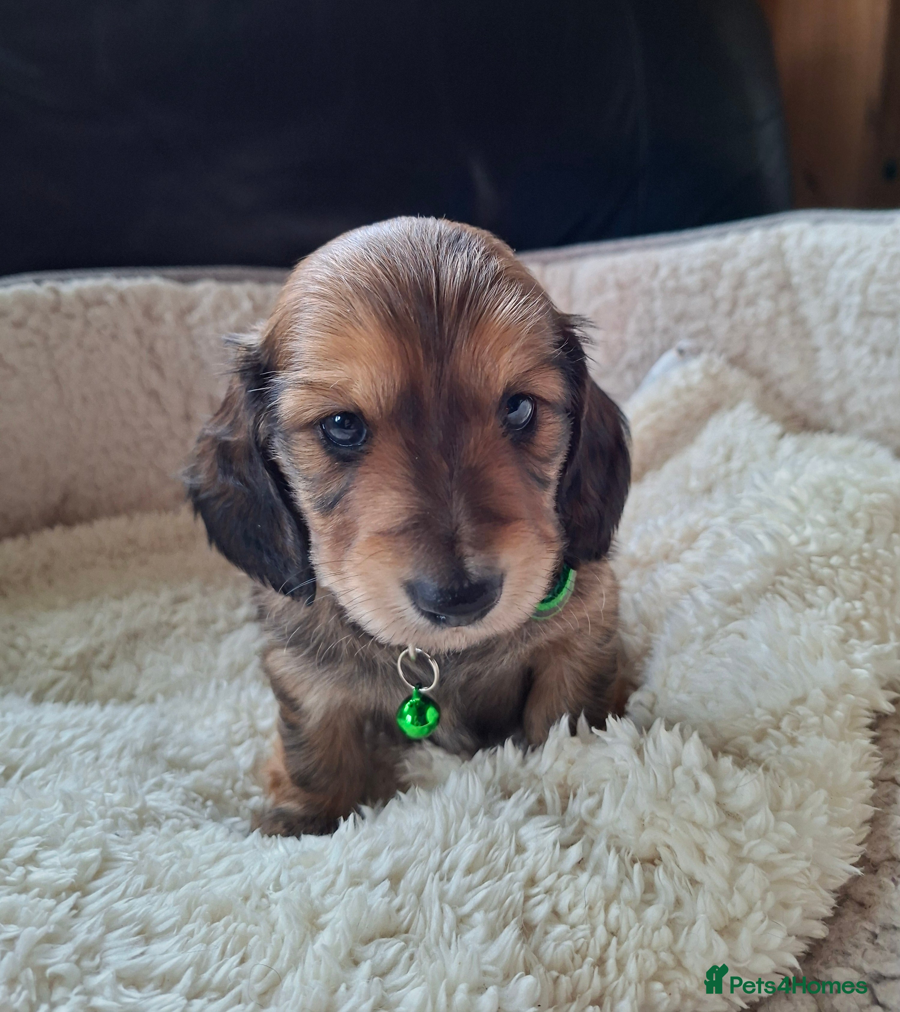 Miniature Dachshund dogs 2 long haired miniature dachshund puppies - Advert 15