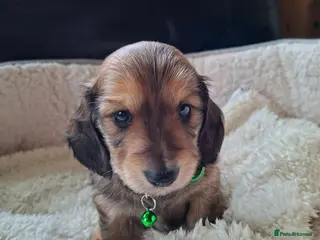 Miniature Dachshund dogs 2 long haired miniature dachshund puppies - Advert 15