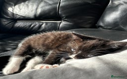 Mixed Breed cats for sale: Lovely kitchen boy looking new home  - Advert 3