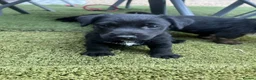 Jack Russell dogs for sale: JackRussel  - Advert 6