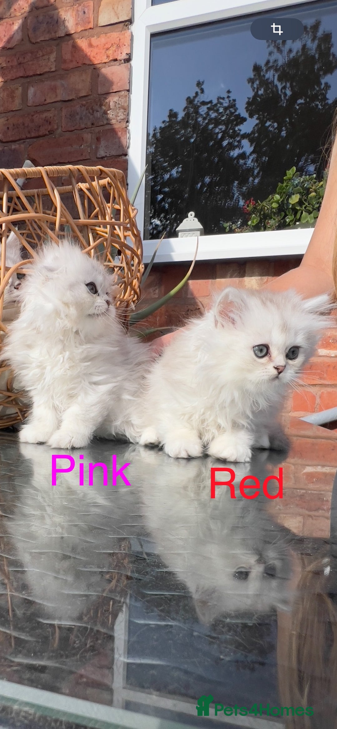 Scottish Fold cats for sale: 💞Beautiful Scottish Fold and Straight kittens🐾 - Image 5