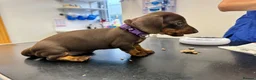 Miniature Dachshund dogs for sale: Reduced💜KC pedigree Mini Dachshund puppies - Advert 11