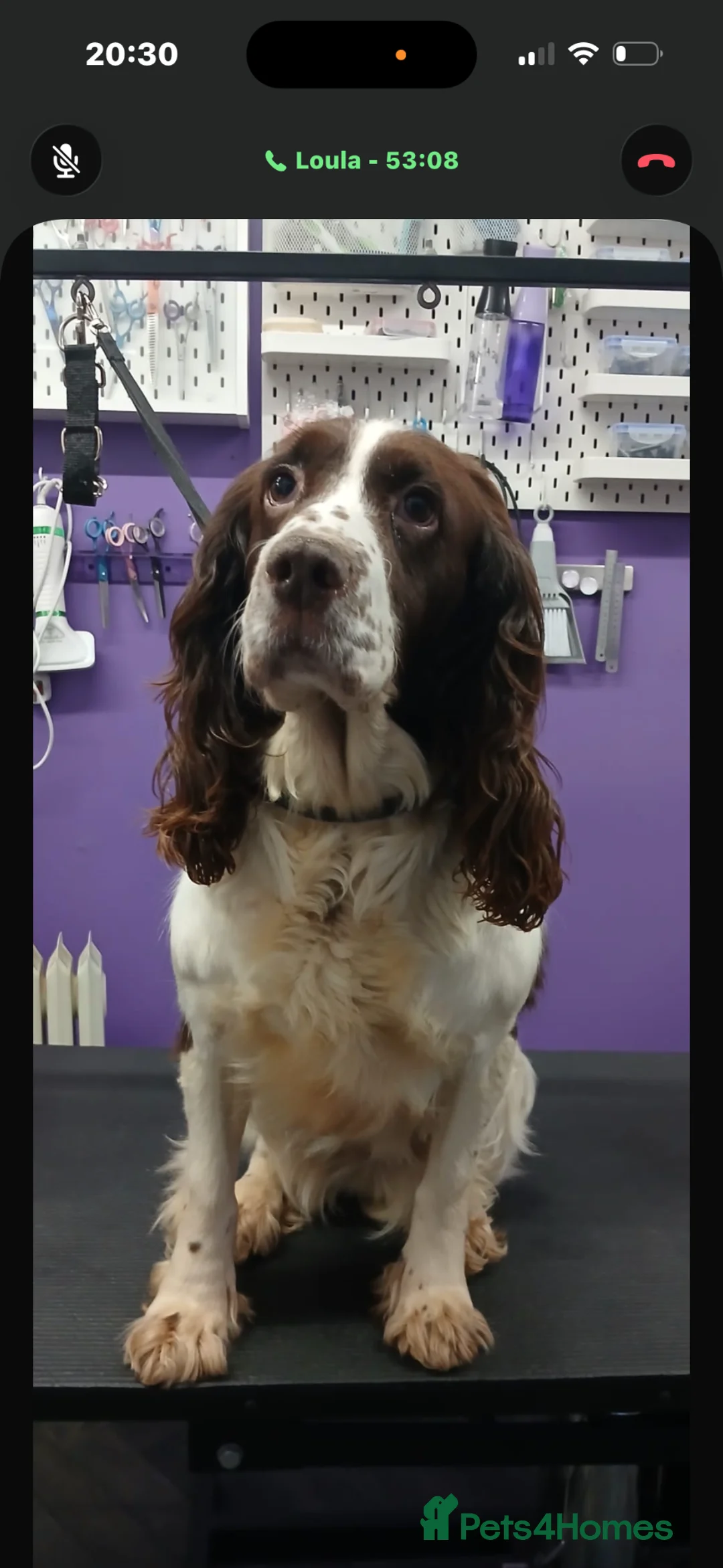 English Springer Spaniel dogs for sale: Springer spaniel  - Advert 2