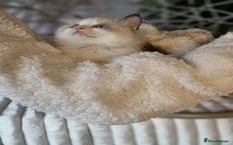 Ragdoll cats for sale: Quality Tica reg Ragdoll kittens  - Image 31