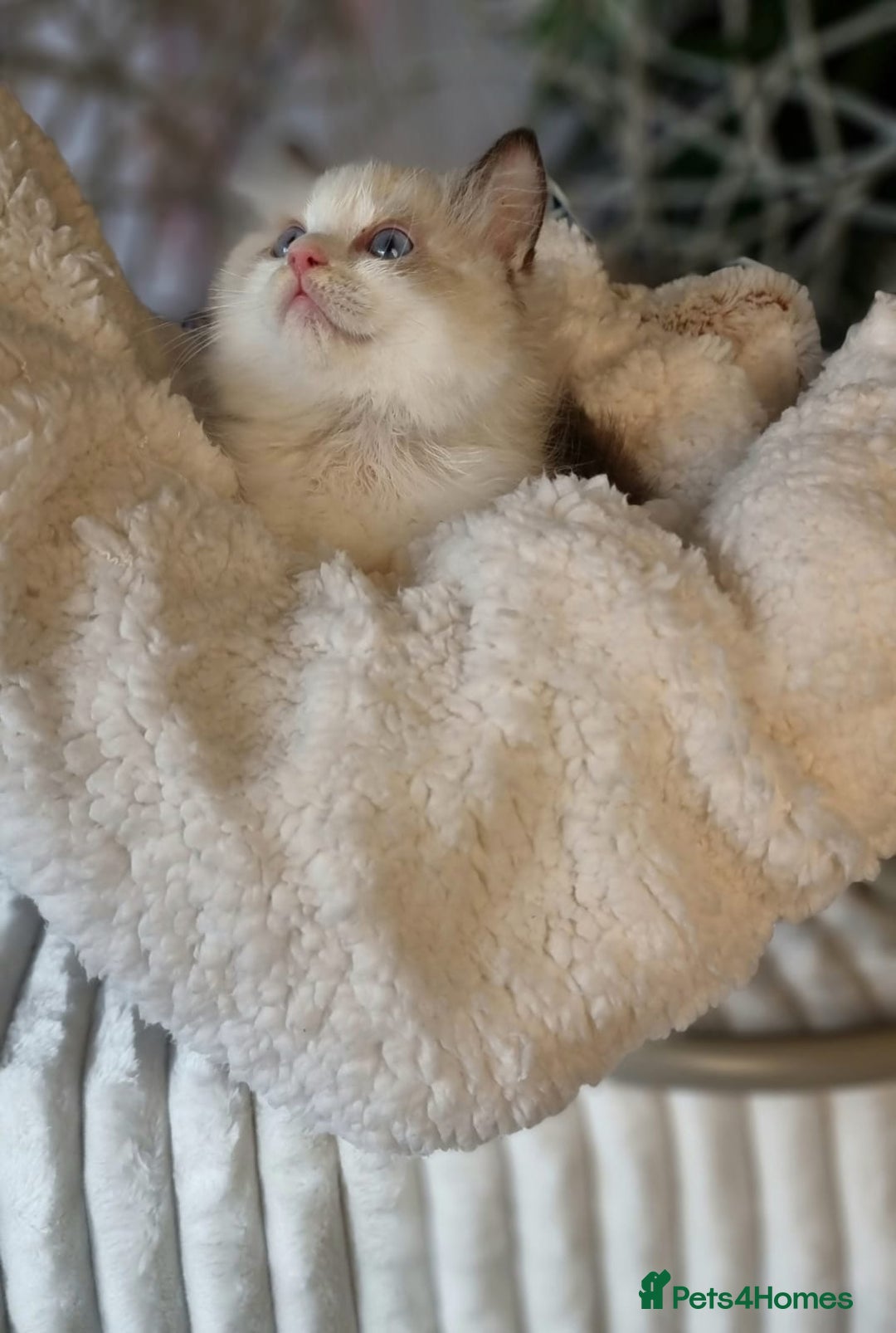 Ragdoll cats for sale: Quality Tica reg Ragdoll kittens  - Image 31