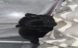Pomeranian dogs for sale: Pomeranian pups🩵🩷 - Image 21