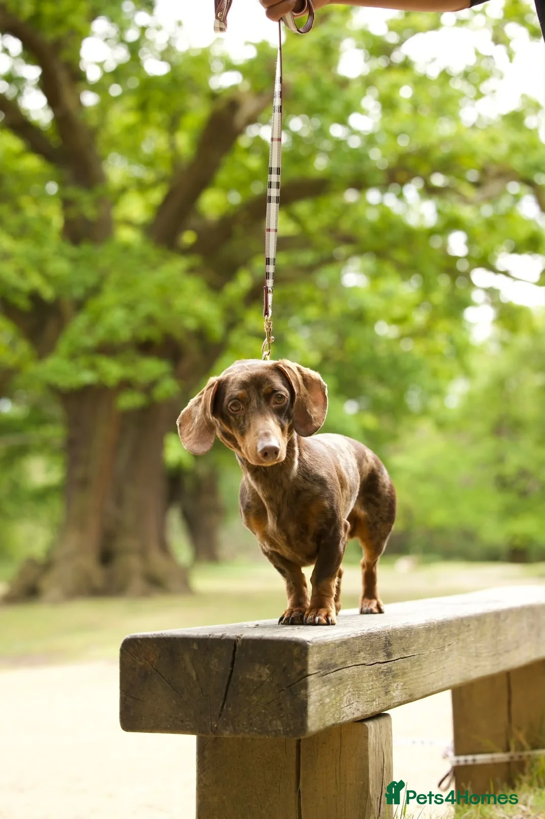 Miniature Dachshund dogs for sale: Miniature dachshund  - Advert 2