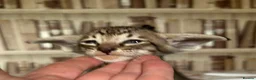 Oriental cats for sale: Pedigree Oriental male kittens  - Advert 2