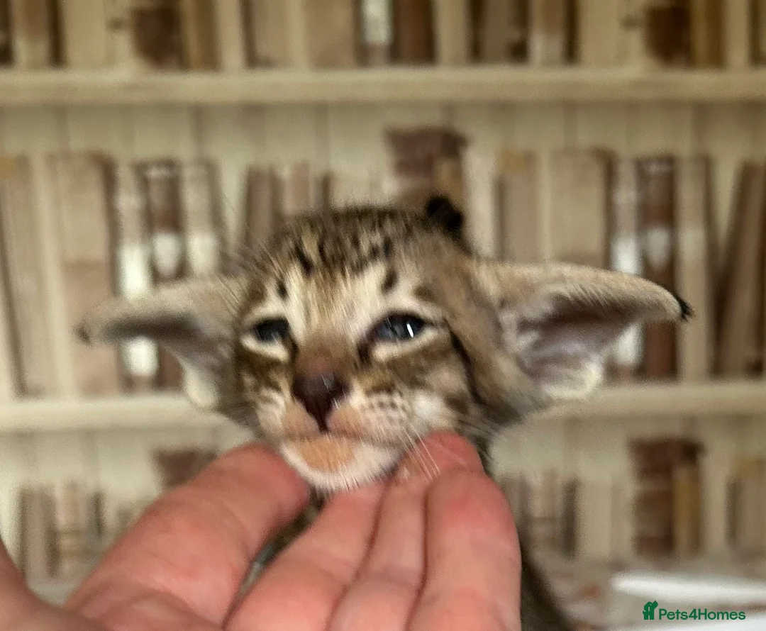 Oriental cats for sale: Pedigree Oriental male kittens  - Advert 2