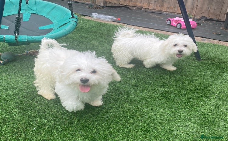 Maltese dogs - Advert 1