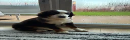 Bernese Mountain Dog dogs for sale: Bernese in Bradford - Advert 3