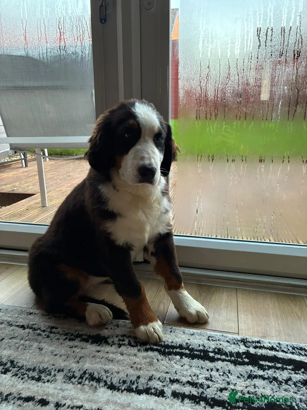 Bernese Mountain Dog dogs for sale: Bernese in Bradford - Advert 3
