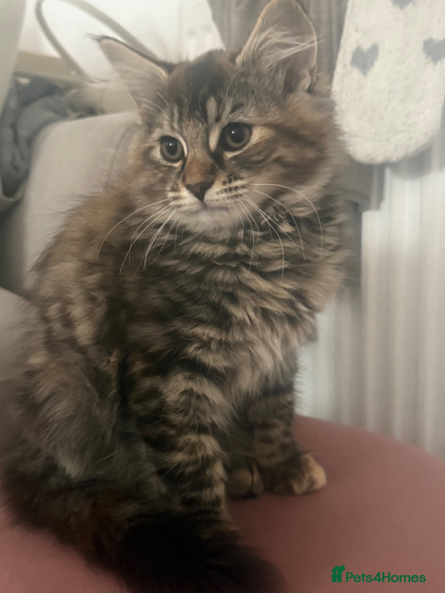 Domestic Shorthair cats Beautiful Long-Haired Fluffy Tabby Kitten - Advert 4