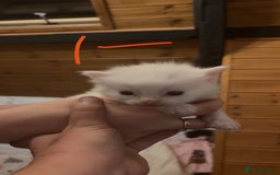 Ragdoll cats for sale: Ragdolls - Image 6