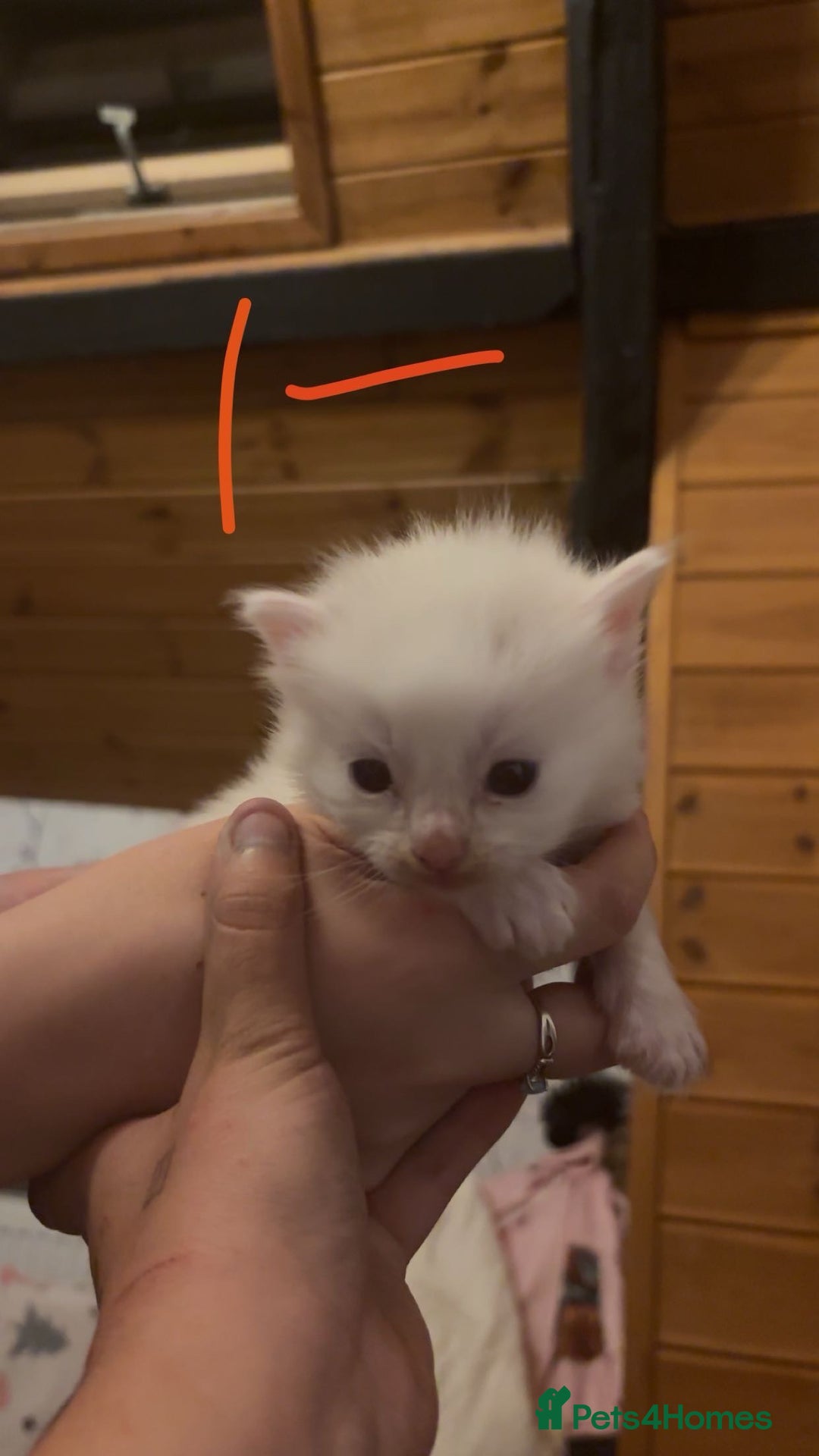 Ragdoll cats for sale: Ragdolls - Image 6