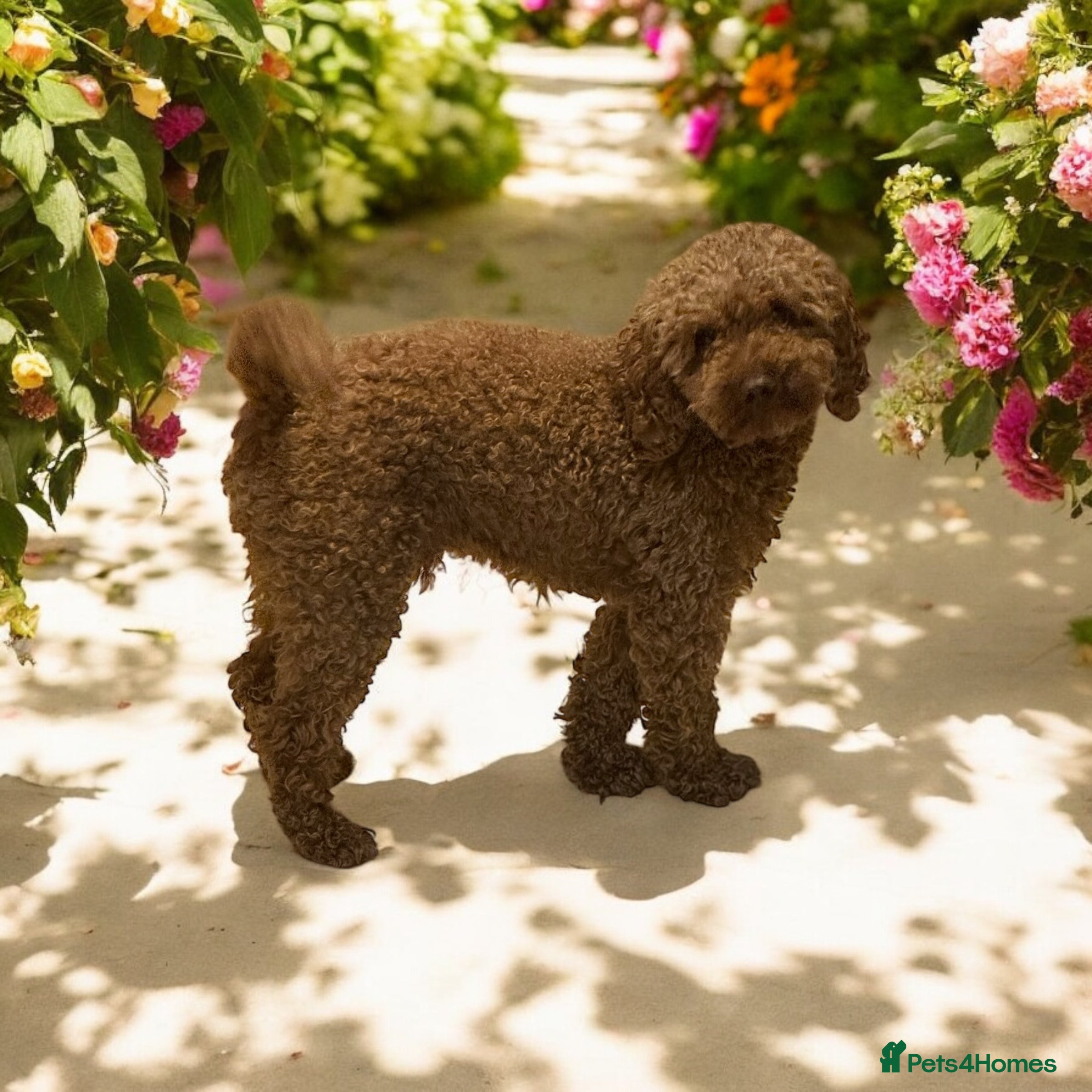 Miniature Poodle dogs HEALTH TESTED RED MINIATURE POODLE in Bewdley - Advert 22