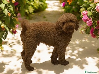 Miniature Poodle dogs in Bewdley - Advert 1