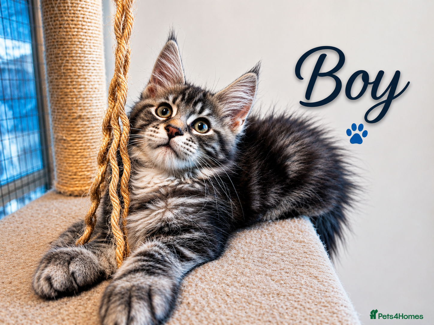 Maine Coon cats Maine coon active male and female - Advert 12