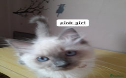 Ragdoll cats for sale: Gorgeous ,confident ragdolls stunning  - Image 24