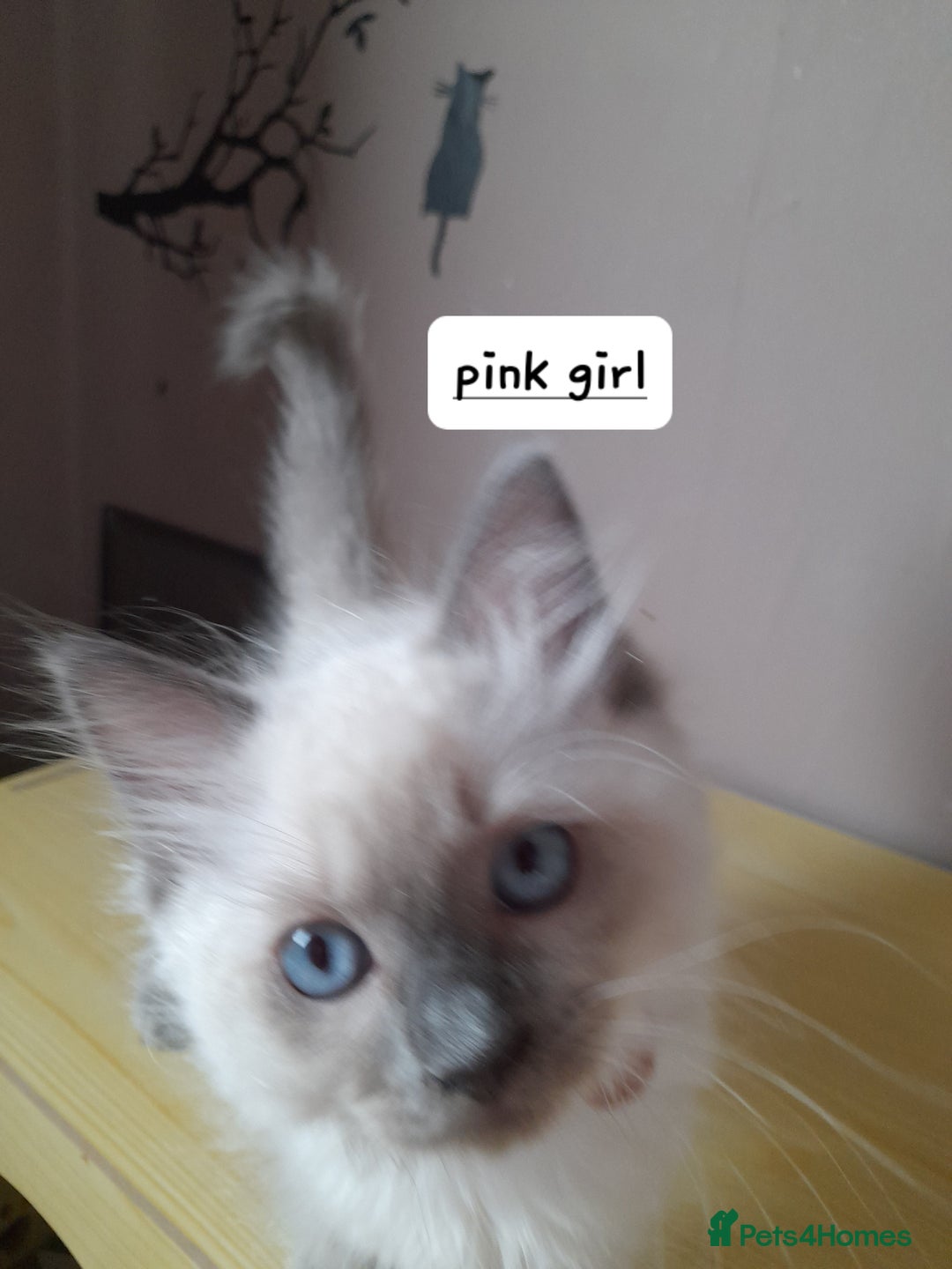 Ragdoll cats for sale: Gorgeous ,confident ragdolls stunning  - Image 24