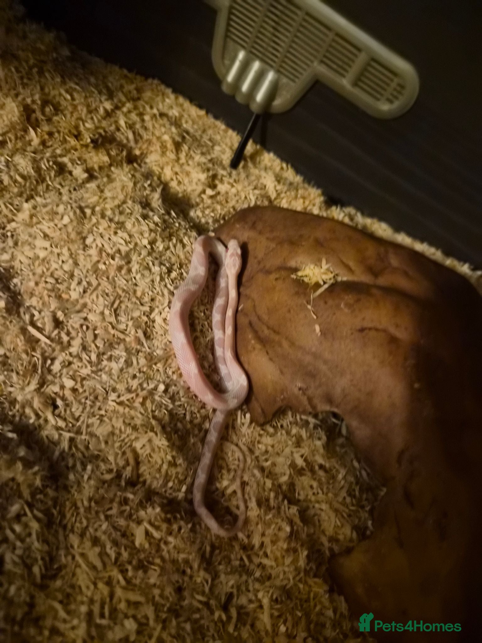 Corn Snake reptiles CB26 Avalanche Corn Snake (viv optional) - Advert 1