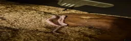Corn Snake reptiles for sale: CB26 Avalanche Corn Snake (viv optional) in Ringwood - Advert 1