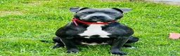 Staffordshire Bull Terrier dogs for sale: Blue American staffies - Advert 4