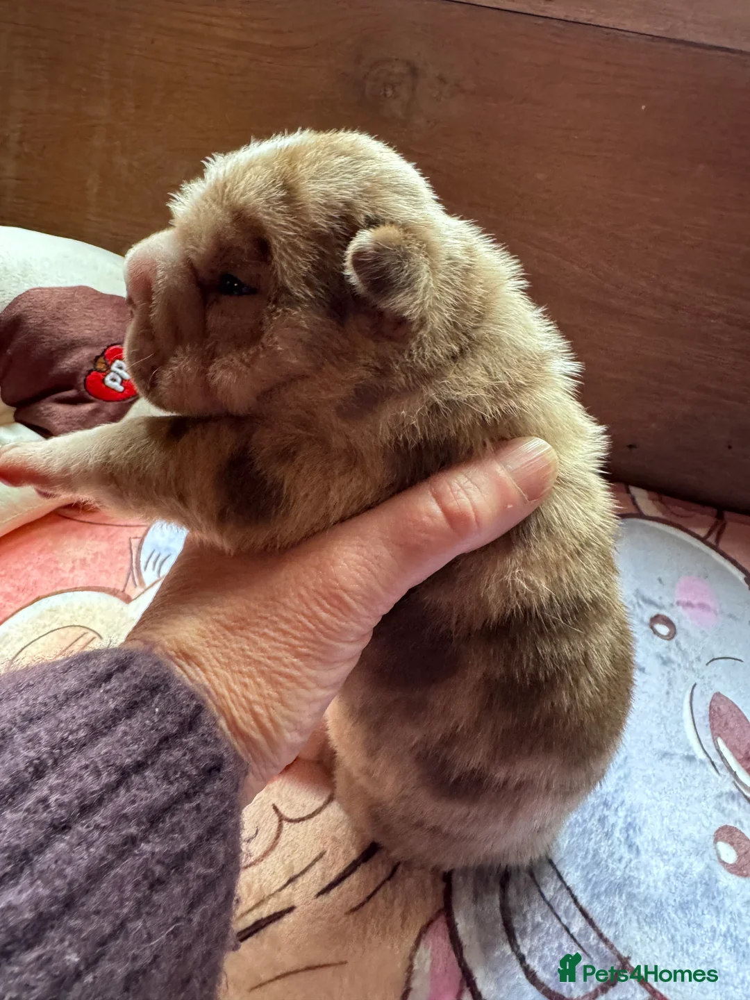 Shar Pei dogs for sale: Stunning Bullpei Puppies (Sharpei/English Bulldog) - Advert 23