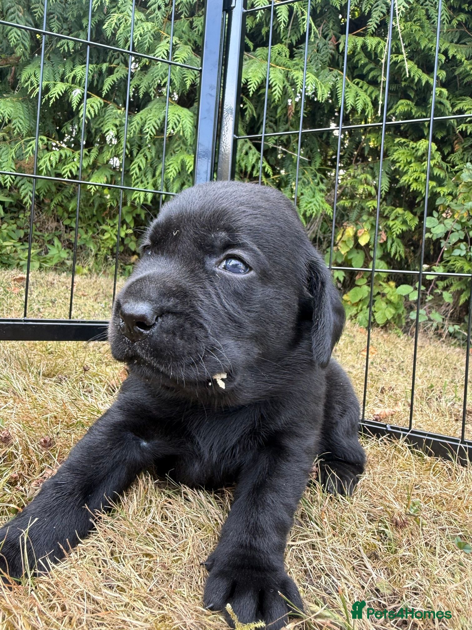 Labrador Retriever dogs Exceptional KC Reg Black Labs. Born 25 July.  - Advert 2