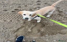 Golden Retriever dogs for sale: Golden retriever puppies - Image 18