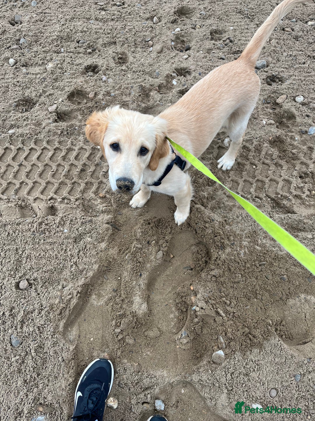 Golden Retriever dogs for sale: Golden retriever puppies - Image 18
