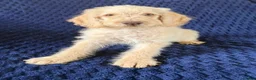 Labradoodle dogs for sale: Ready Now! Beautiful F1b Labradoodles  - Advert 10